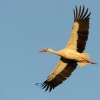 Cap bily - Ciconia ciconia - White Stork 2013